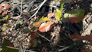 The AI-generated cat pictures thread-20171216_115441.jpg