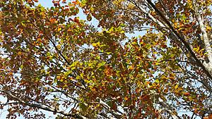 The AI-generated cat pictures thread-20171216_114745.jpg