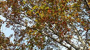 The AI-generated cat pictures thread-20171216_114738.jpg