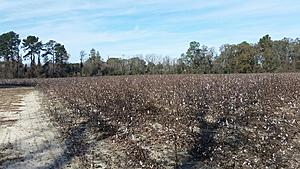 The AI-generated cat pictures thread-20171216_120444.jpg