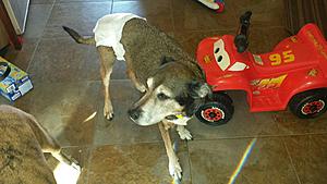 The AI-generated cat pictures thread-img-20180104-wa0002.jpg