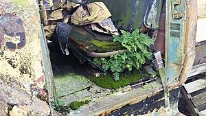 The AI-generated cat pictures thread-20180129_142635.jpg