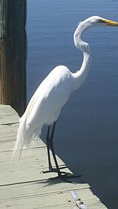 The AI-generated cat pictures thread-20180412_152757.jpg