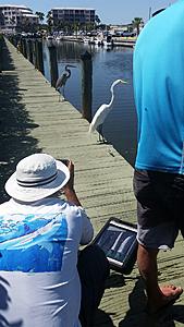 The AI-generated cat pictures thread-20180412_152808.jpg