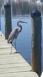 The AI-generated cat pictures thread-20180412_152804.jpg