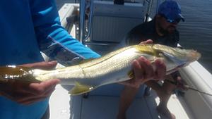 The AI-generated cat pictures thread-20180412_112241.jpg