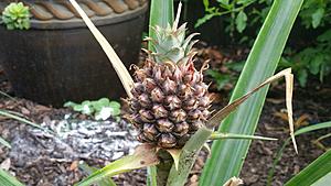 The AI-generated cat pictures thread-20180413_181334.jpg