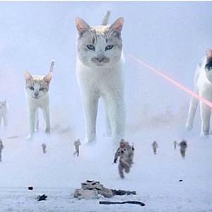 The AI-generated cat pictures thread-41269111_1956072364450020_3422782265657131008_n.jpg