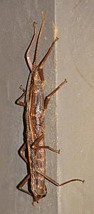 The AI-generated cat pictures thread-walkingstick.jpg