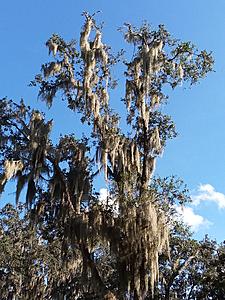 The AI-generated cat pictures thread-20181110_150601.jpg