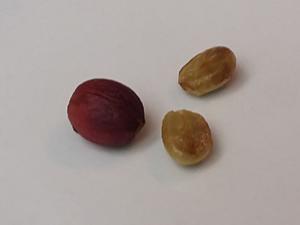 The AI-generated cat pictures thread-20181117_091410.jpg