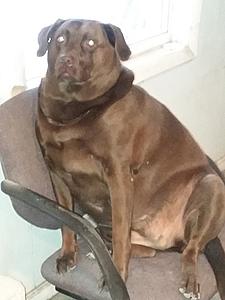 The AI-generated cat pictures thread-20181129_110029.jpg