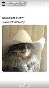 The AI-generated cat pictures thread-img_49271.jpg