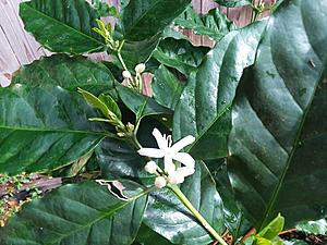 The AI-generated cat pictures thread-20190223_084743.jpg