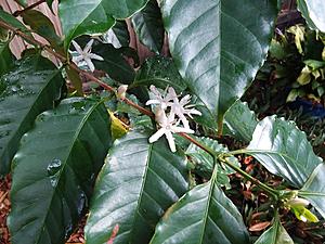 The AI-generated cat pictures thread-20190223_084756.jpg