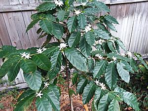 The AI-generated cat pictures thread-20190224_083434.jpg