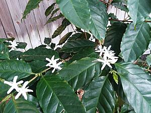 The AI-generated cat pictures thread-20190224_083441.jpg