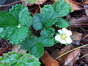 The AI-generated cat pictures thread-20190228_071443.jpg