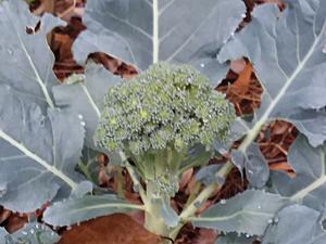 The AI-generated cat pictures thread-20190228_071500.jpg