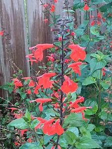 The AI-generated cat pictures thread-20190228_071336.jpg