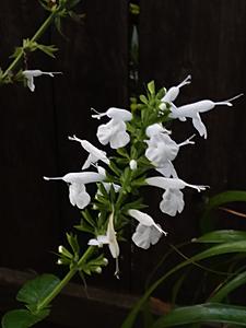 The AI-generated cat pictures thread-20190228_071355.jpg