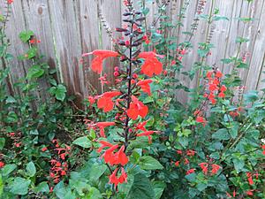 The AI-generated cat pictures thread-20190228_071254.jpg