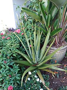 The AI-generated cat pictures thread-20190226_072651.jpg