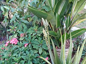 The AI-generated cat pictures thread-20190226_072705.jpg