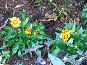 The AI-generated cat pictures thread-20190228_070919.jpg