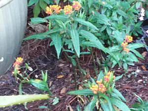 The AI-generated cat pictures thread-20190228_070931.jpg