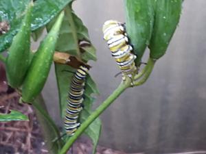 The AI-generated cat pictures thread-20190301_075632.jpg