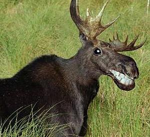 The AI-generated cat pictures thread-qjyapmr.jpg