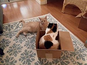 The AI-generated cat pictures thread-20181224_082542.jpg