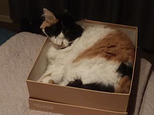 The AI-generated cat pictures thread-20180826_202454.jpg