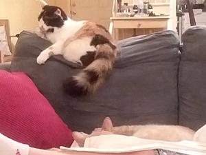 The AI-generated cat pictures thread-20180821_221159.jpg