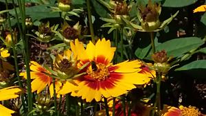 The AI-generated cat pictures thread-20190421_104053.jpg