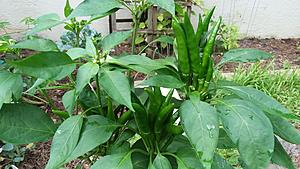 Gardening-20190609_172141.jpg