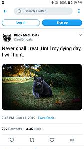 The AI-generated cat pictures thread-screenshot_20190620-141929_samsung-internet.jpg