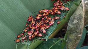 The AI-generated cat pictures thread-20190709_172006.jpg