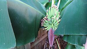 The AI-generated cat pictures thread-20190926_183255.jpg