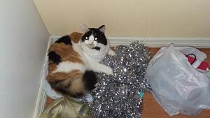 The AI-generated cat pictures thread-20191108_203326.jpg