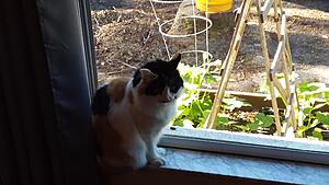 The AI-generated cat pictures thread-20200402_090440.jpg