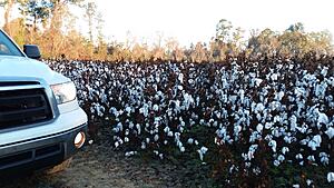 The AI-generated cat pictures thread-20201210_081538.jpg