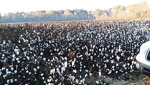 The AI-generated cat pictures thread-20201210_081553.jpg