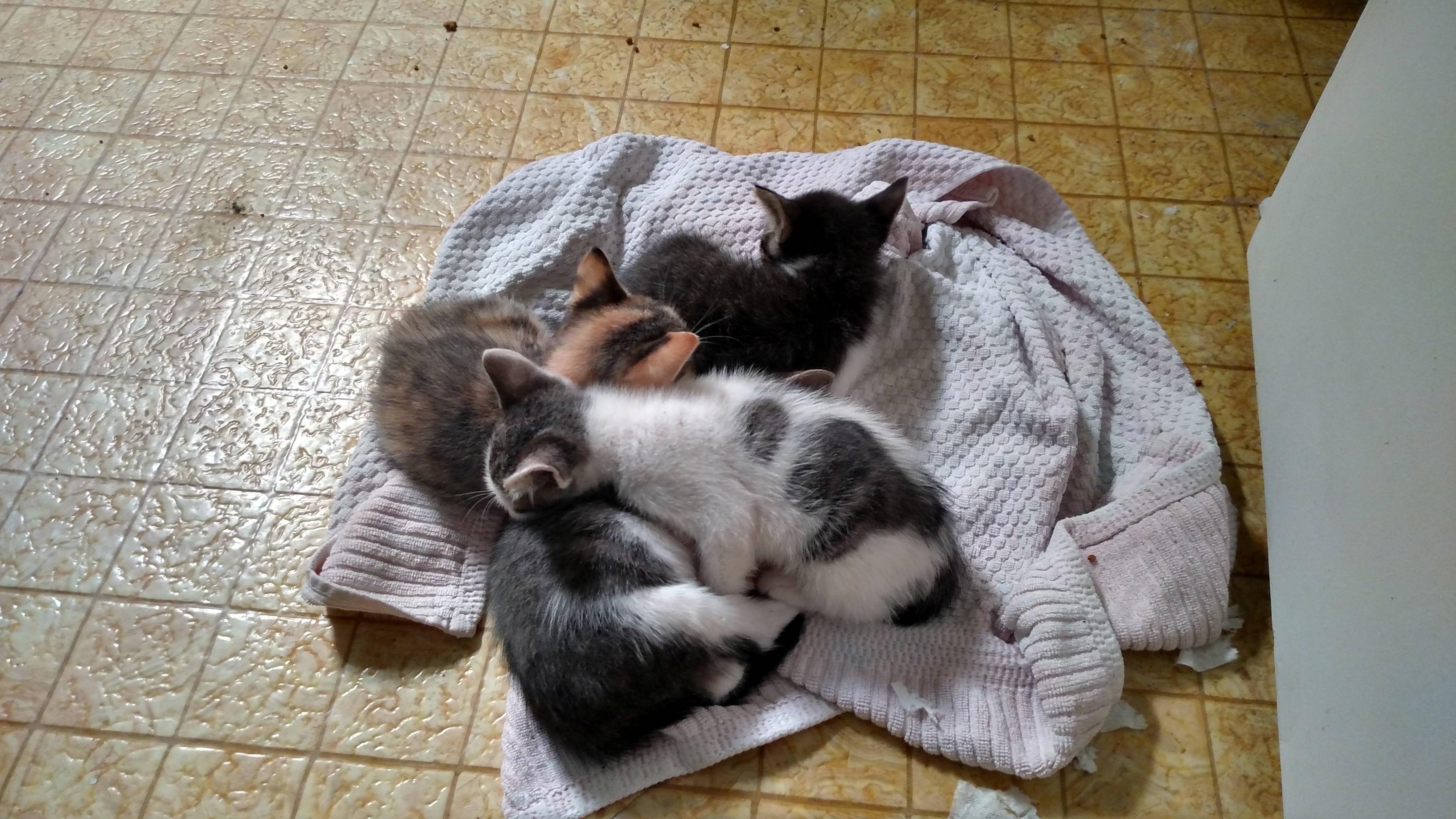 Name:  YB1kPHR.jpg
Views: 50
Size:  857.9 KB