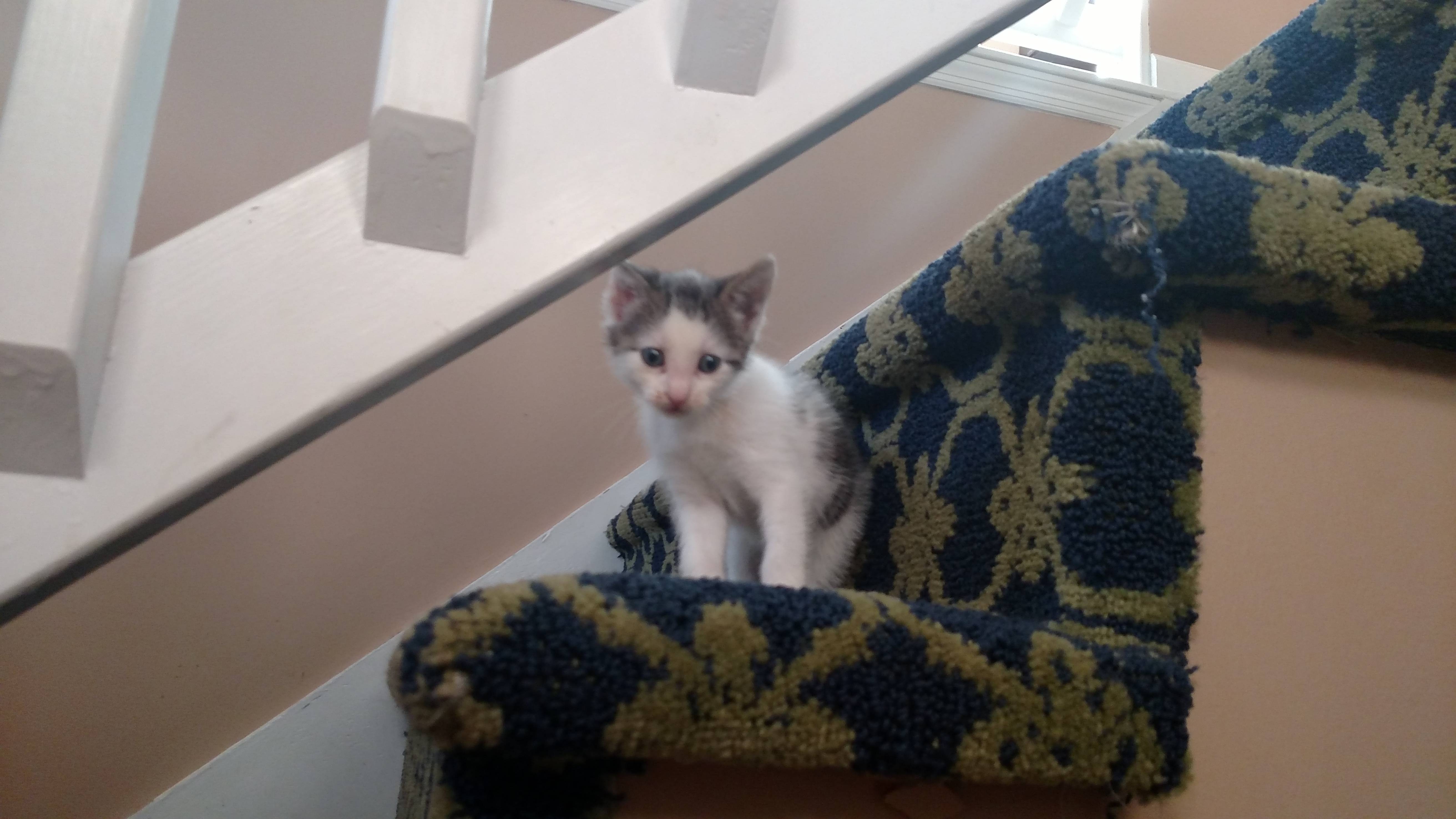 Name:  etN0KoD.jpg
Views: 50
Size:  603.3 KB