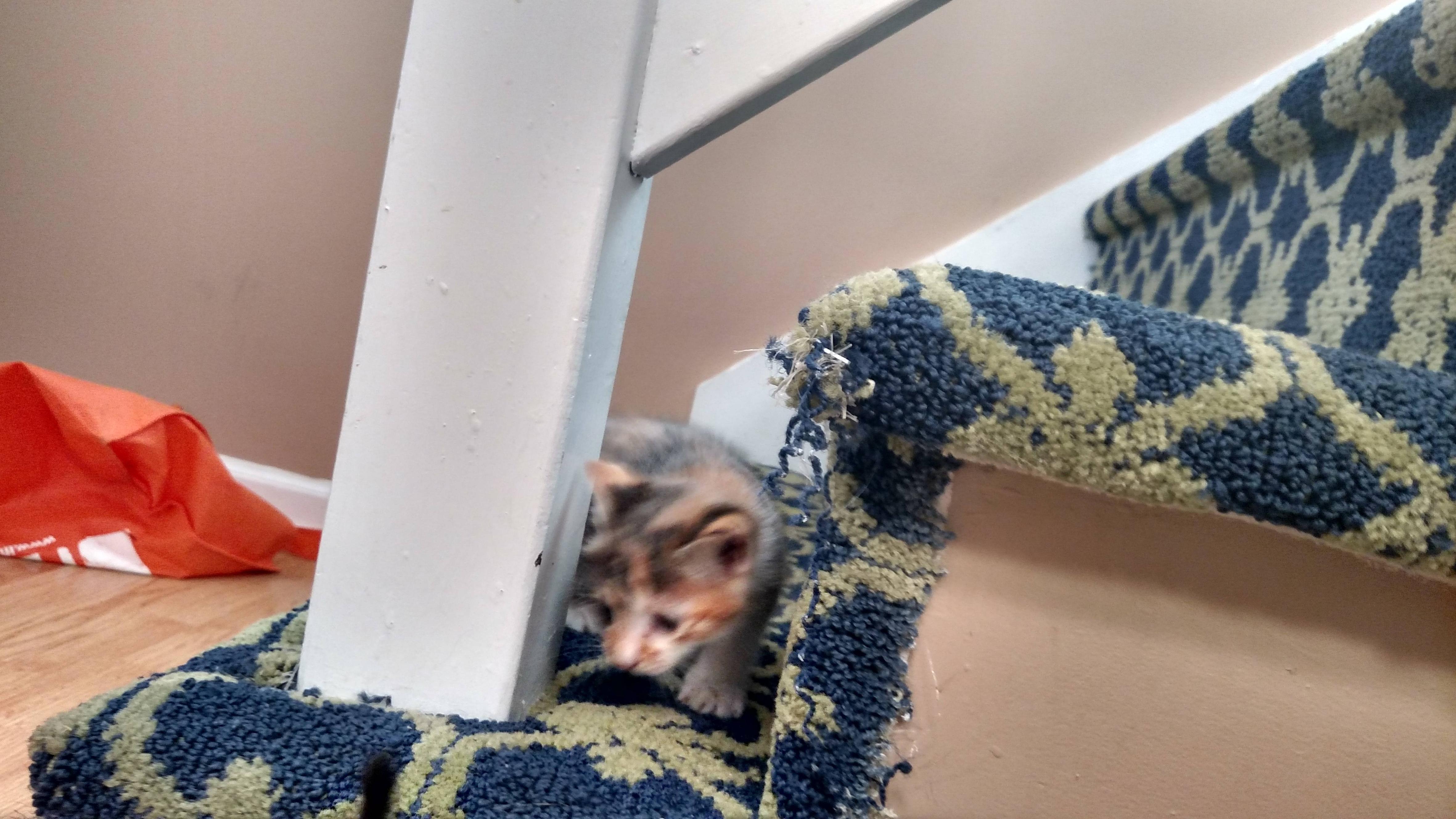 Name:  kTYgF3K.jpg
Views: 50
Size:  1,004.8 KB