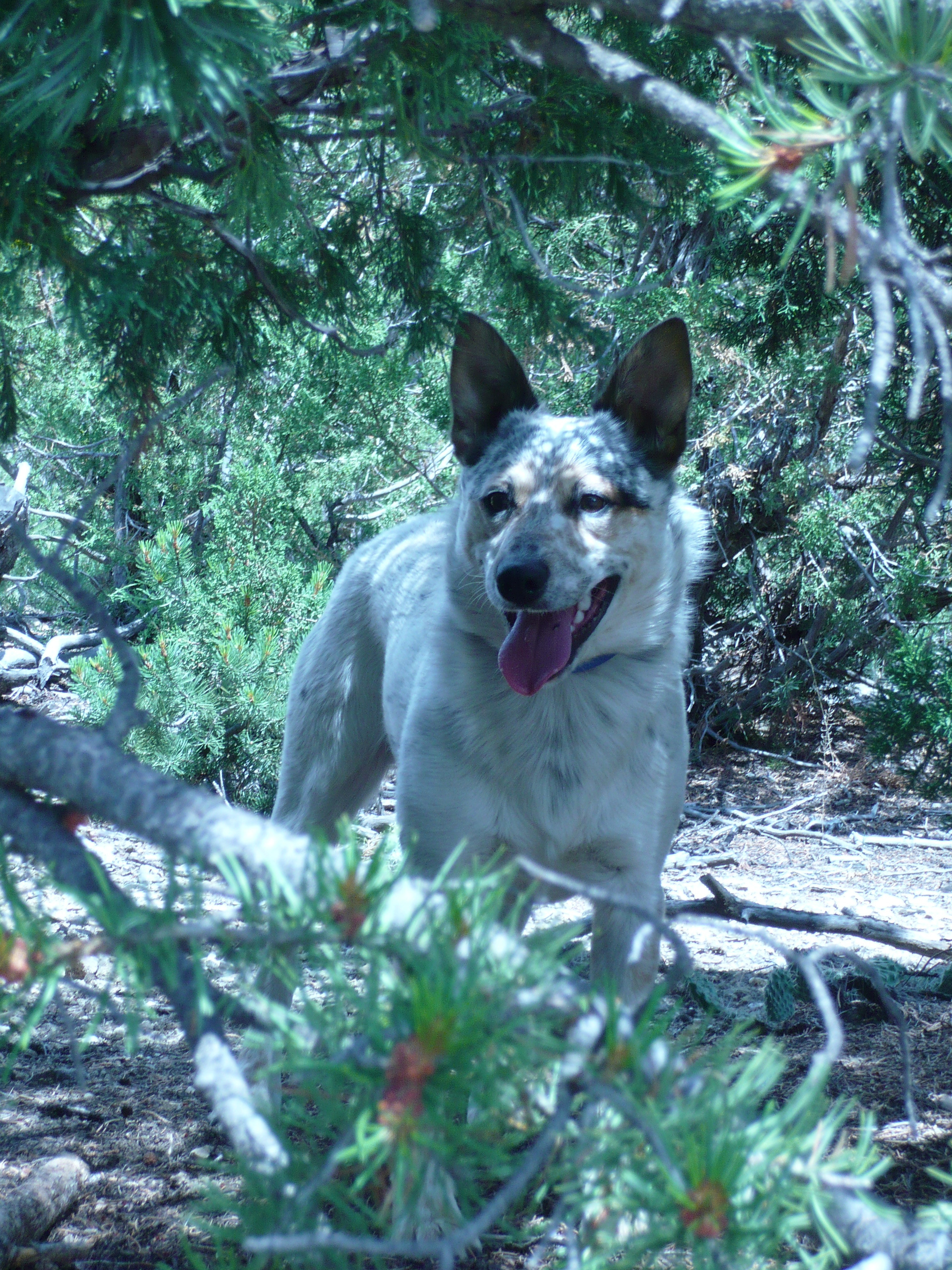 Name:  hQeRUbt.jpg
Views: 60
Size:  2.48 MB