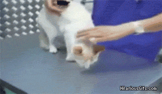 Name:  DWGvT.gif
Views: 50
Size:  1.93 MB