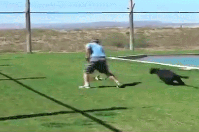 Name:  9RXtR.gif
Views: 47
Size:  2.21 MB